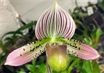 Paphiopedilum Quintal Adventures (acmodontum x Hilo Citron)