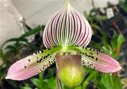 Paphiopedilum Quintal Adventures (acmodontum x Hilo Citron)