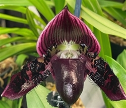 Paphiopedilum Quintals Legend (Satchel's Legend x argus)