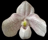 Paphiopedilum Snow Squall (Greyi x delenatii)