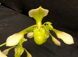 Paphiopedilum Toni Semple v. alba