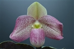 Paphiopedilum Wossner Vietnam Beauty