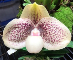 Paphiopedilum Wossner Favourite (hangianum x leucochilum 'Red')