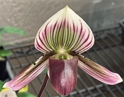 Paphiopedilum barbatum ('Plum Red' x 'Wide Spread')