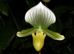 Paphiopedilum lawrenceanum v. hyeanum