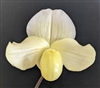 Paphiopedilum thaianum x (Stone Lovely x sib)