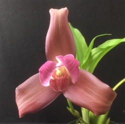 Lycaste Balliae x macama x Balliae x Lyc. Ryan Thomas Coyne