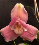 Lycaste Nagai International (Chita Sunset x virginalis)