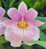 Miltoniopsis Bertha Baker 'Florentine' x Cindy Kane 'Pink Waterfalls'
