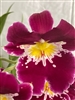 Miltoniopsis Edie Brown 'NYC' x sib 'Sparkling Diamond'