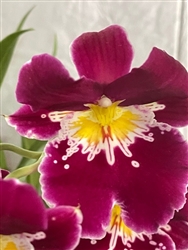 Miltoniopsis Edie Brown 'NYC' x sib 'Sparkling Diamond'