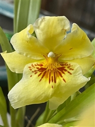 Miltoniopsis Eva's Razones Justas x Maui Sunset 'Lemon Drop'