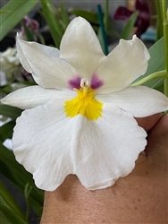 Miltoniopsis Eva's Razones Justas x Rene Komoda