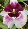 Miltoniopsis Gladys Fumiko Yokoyama x Lynn Waihee 'White Queen'