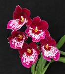 Miltoniopsis Hajime Ono 'Raspberry' (Martin Orenstein 'Lavender Tears' x Pearl Ono 'Eileen' AM/AOS)