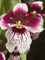 Miltoniopsis James Bradley x Tome Yokoyama