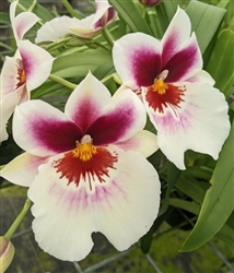 Miltoniopsis Kyle Quintal