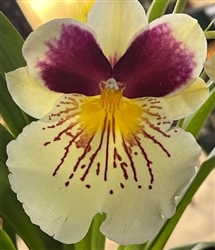 Miltoniopsis Lemon Drop 'Sunset Falls'