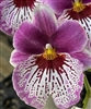 Miltoniopsis Lynne Waihee â€˜White Queen x Molten Lava'