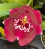 Miltoniopsis Maui Pearl 'Red Hot'