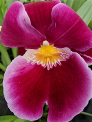 Miltoniopsis Mont Mado