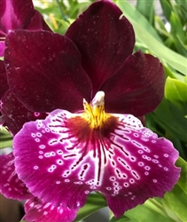 Miltoniopsis Night Spots 'Red Eyes' #2