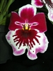 Miltoniopsis Pearl Ono 'Iliwai'