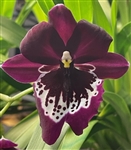 Miltoniopsis Pierre Langeron x Goodhope Bay 'Lagima'