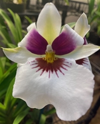 Miltoniopsis Pretty in Pink x Cindy Kane 'Pink Waterfalls'