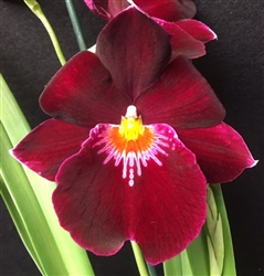 Miltoniopsis Red Woodham