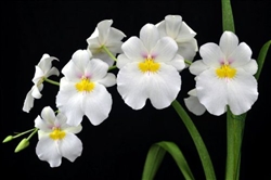 Miltoniopsis Rene Komoda