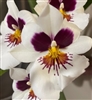 Miltoniopsis Rene Komoda x Pierre Langeron