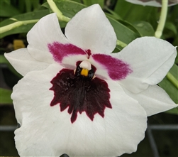 Miltoniopsis Robert Jackson 'Wild Thing'