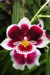 Miltoniopsis Rouge â€˜California Plumâ€™