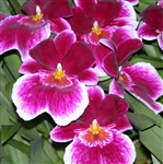 Miltoniopsis Rouge 'Picardie'