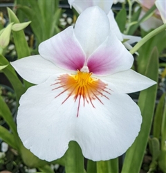 Miltoniopsis Silver Splash 'Copper Splash' x Bertha Baker 'Florentine' HCC