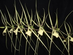 Brassia Rex