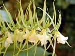 Brassia Rex 'Waiomao Spotless'