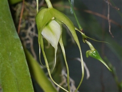 Aeranthes antennophora