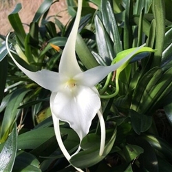 Angranthes Grandelena (Aerth. grandiflora X Angcm. magdalenae)