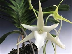 Angraecum sesquipedale