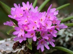 Ascocentrum pumilum