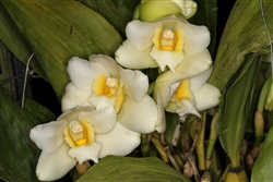 Bifrenaria harrisoniae v. alba