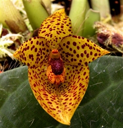 Bulbophyllum alsiosum