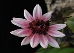 Bulbophyllum cummingii