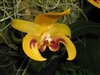 Bulbophyllum dearei