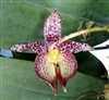 Bulbophyllum macranthum