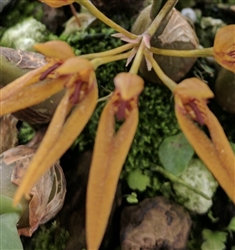 Bulbophyllum nodosum
