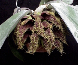 Bulbophyllum phalaenopsis