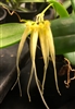 Bulbophyllum tingabarinum v. aurea